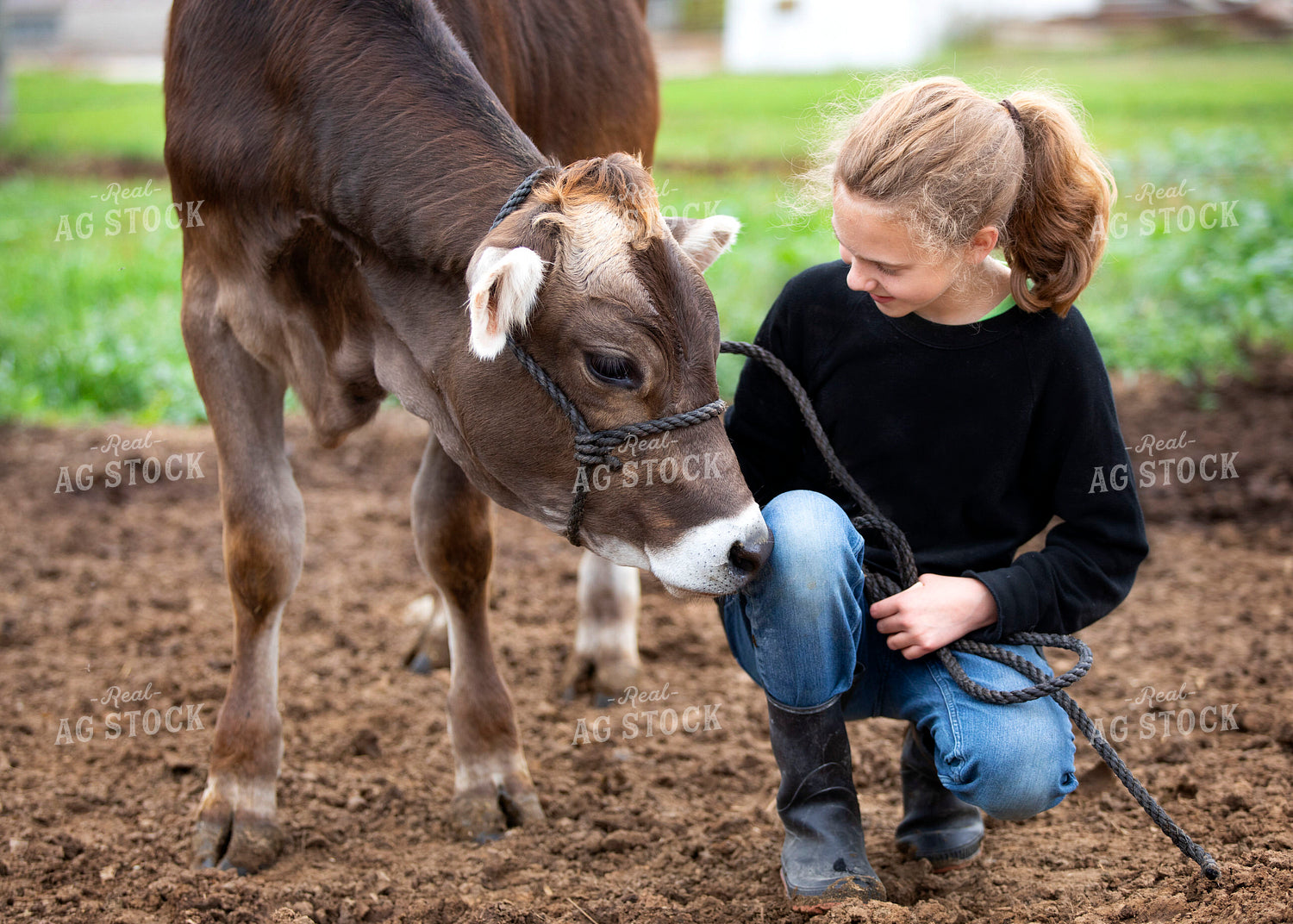Farm Kid with Brown Swiss Calf 55406