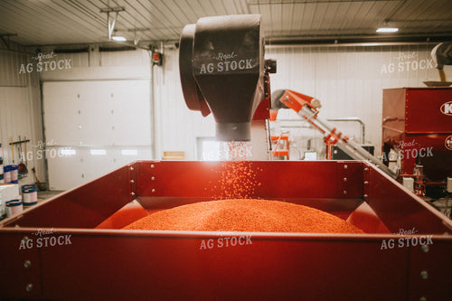 Treated Soybeans Coming out of Seed Treater 5284