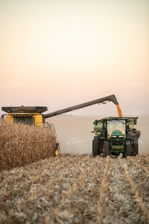 Corn Harvest 76474