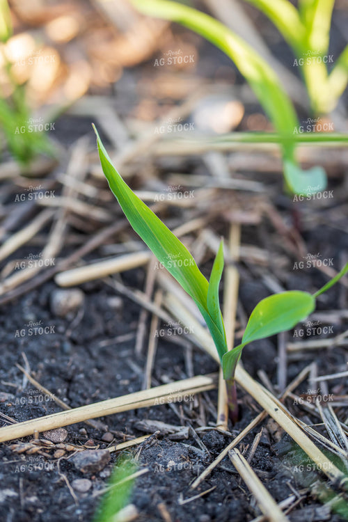 Early Growth Corn 76147