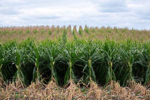 Silage Harvest 50413