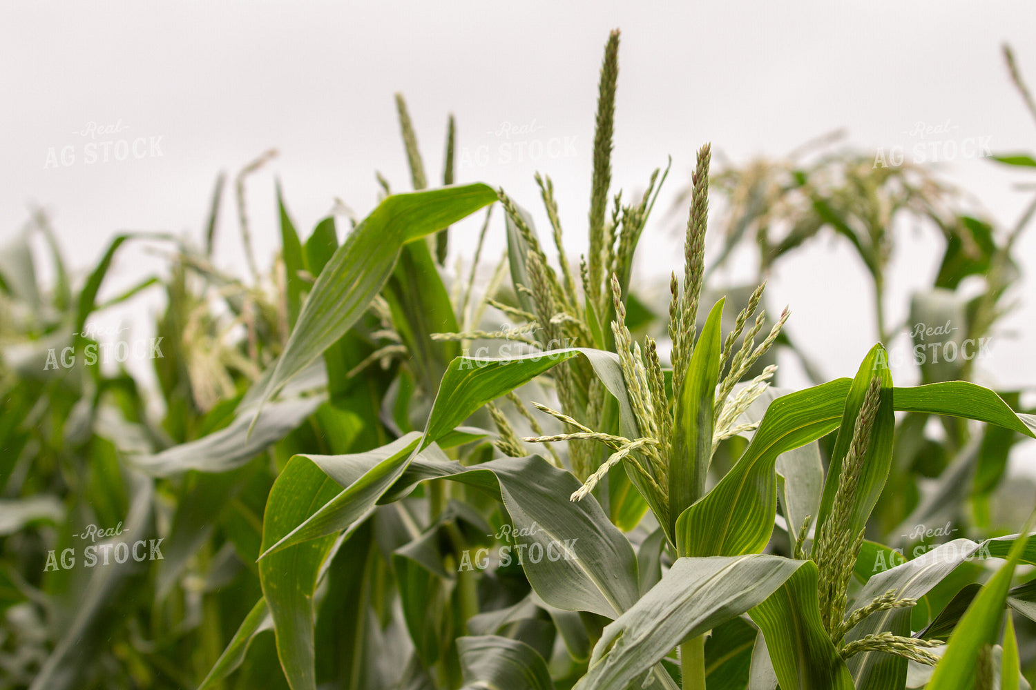 Corn Tassels 157219