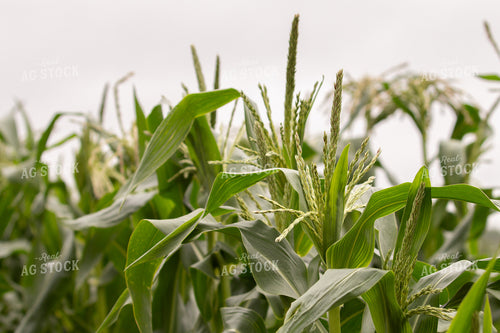 Corn Tassels 157219
