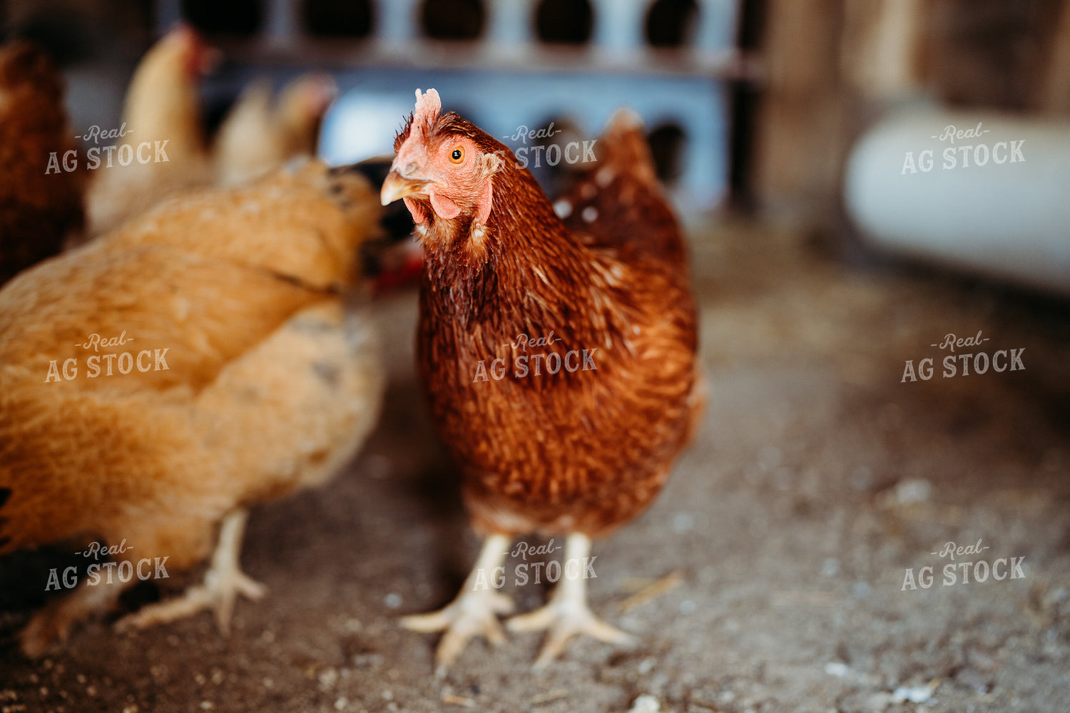 Chickens 196276