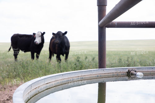 Cattle at Water Trough 117046