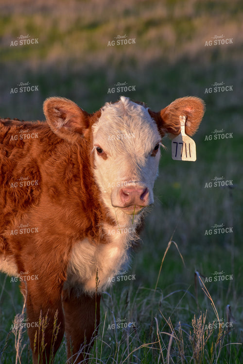 Hereford Calf 176011
