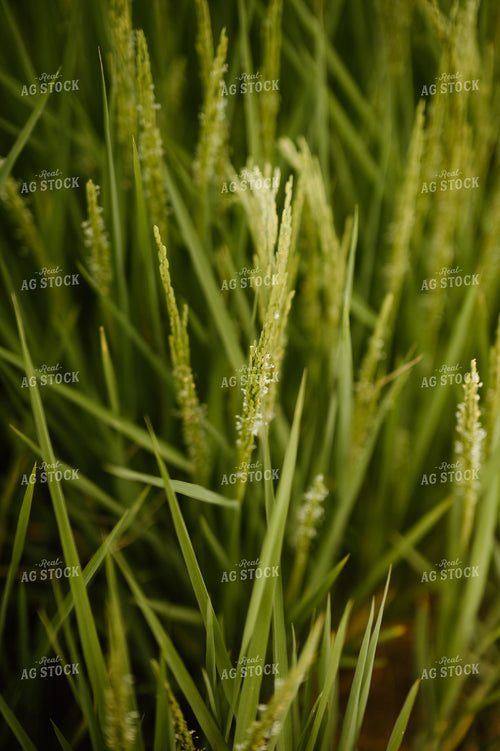 Flowering Rice 125174
