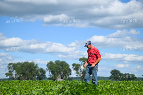 Farmer Scouting Soybean Field 191334