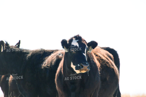 Cattle 82458