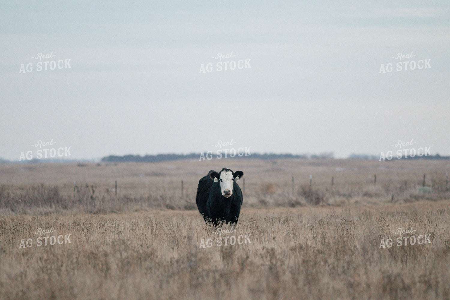 Angus Cattle in Pasture 72022