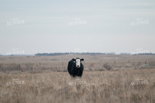 Angus Cattle in Pasture 72022