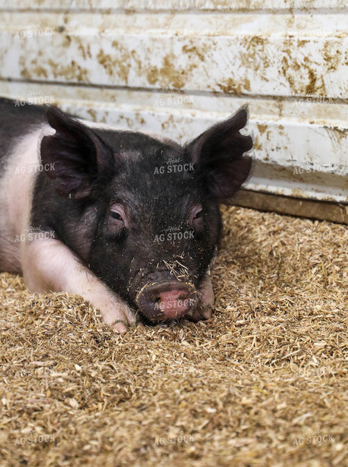 Hampshire Pig 160019