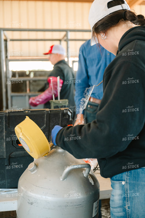 Female Rancher Preparing Artificial Insemination (AI) Sample 125120