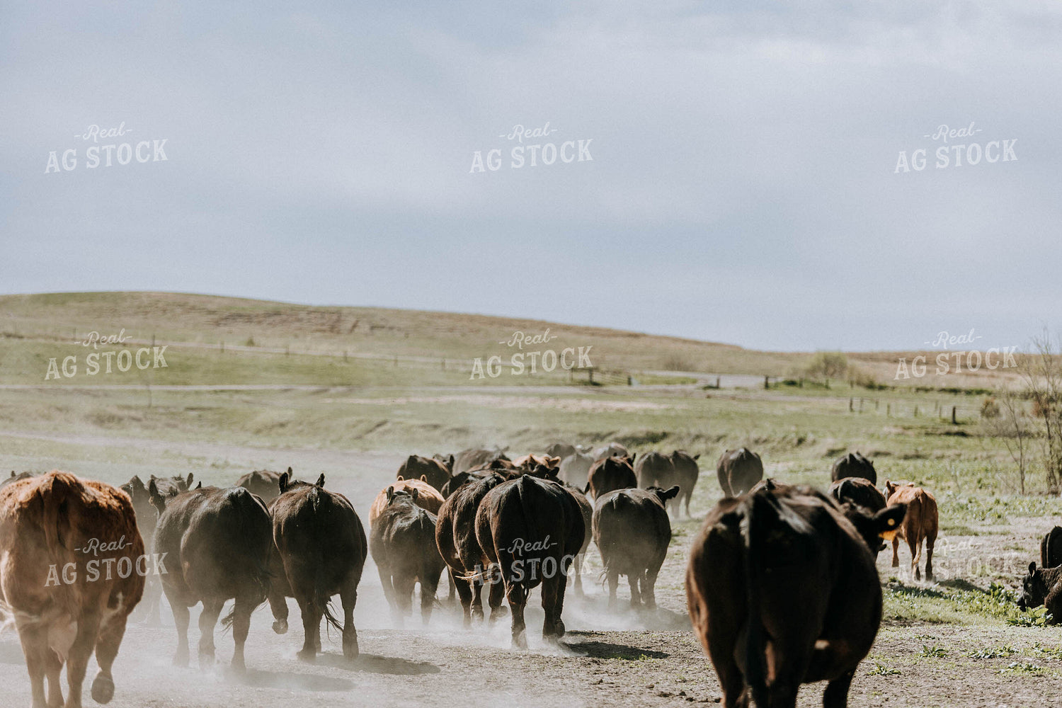 Angus Cattle in Pasture 77084