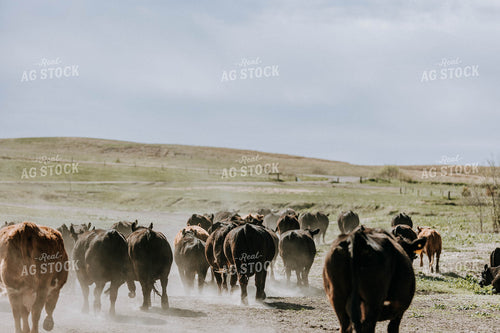 Angus Cattle in Pasture 77084