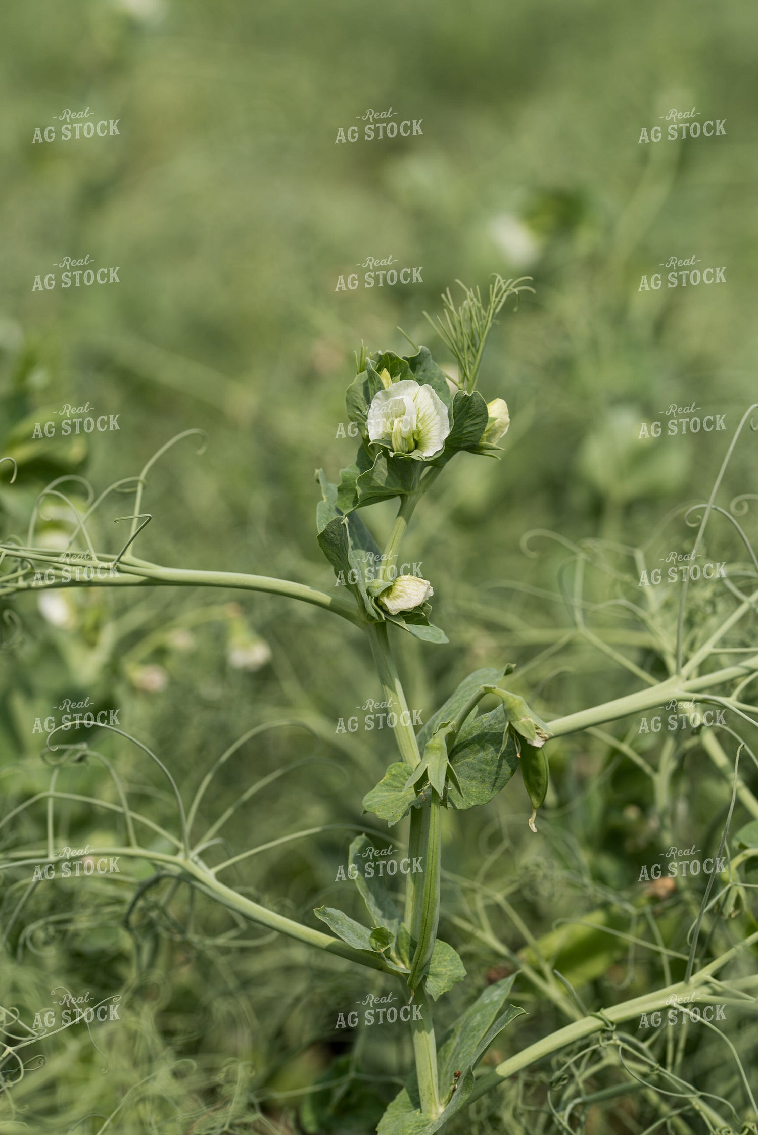 Peas 76655