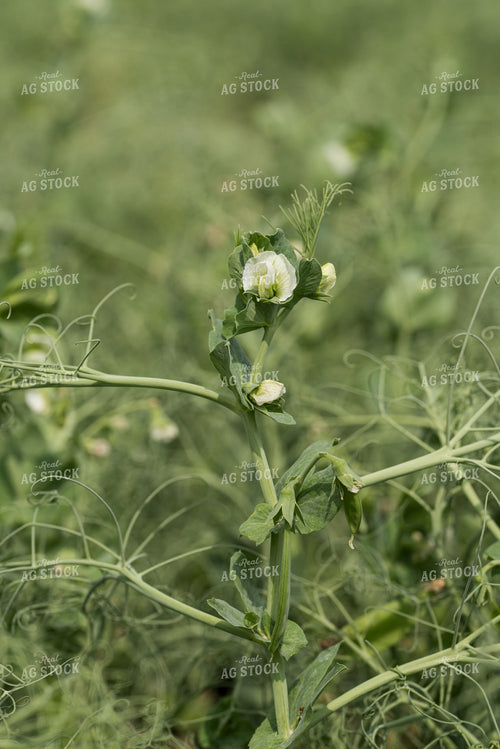 Peas 76655