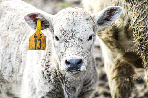 Charolais Calf 101000