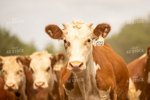 Hereford Cattle 99035