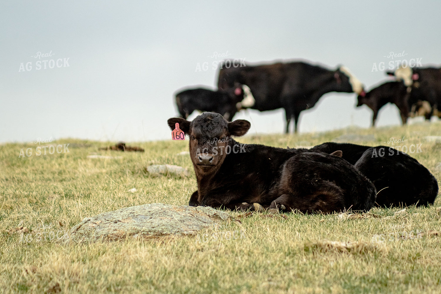 Black Angus Calf 155686