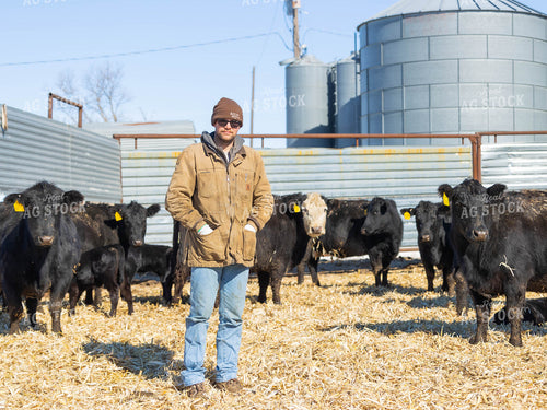 Angus Cattle in Farmyard 70175