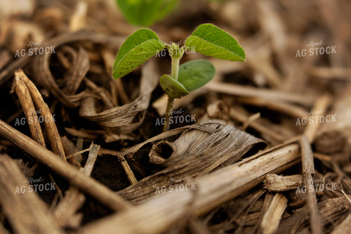 Early Growth Soybean Plant 6341
