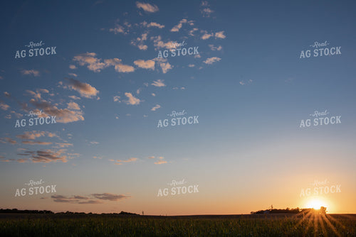 Sorghum at Sunset 76032