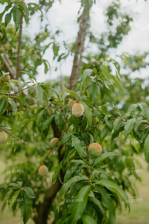 Young Peaches 125238