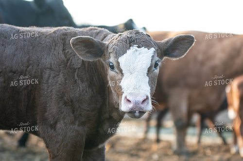 Hereford Calf in Farmyard 50217