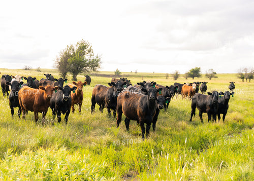 Cattle on Pasture 264030
