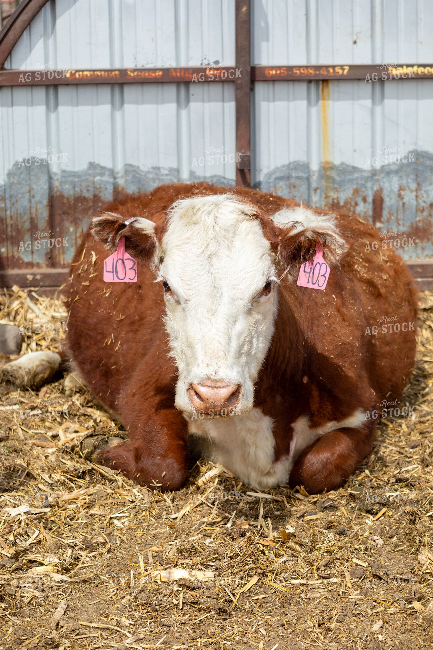 Pregnant Cow 155402