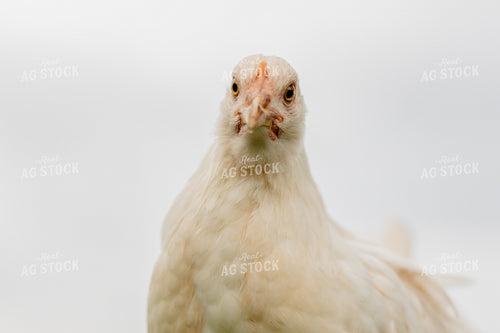 Pullet Laying Chicken 104093