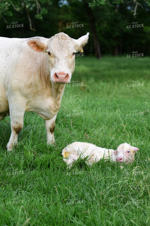 Charolais Cow with Newborn Calf 192003