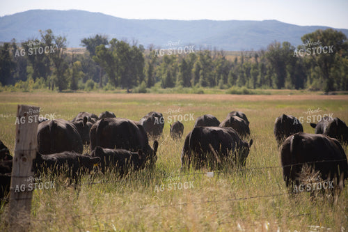 Angus Cattle on Pasture 117428