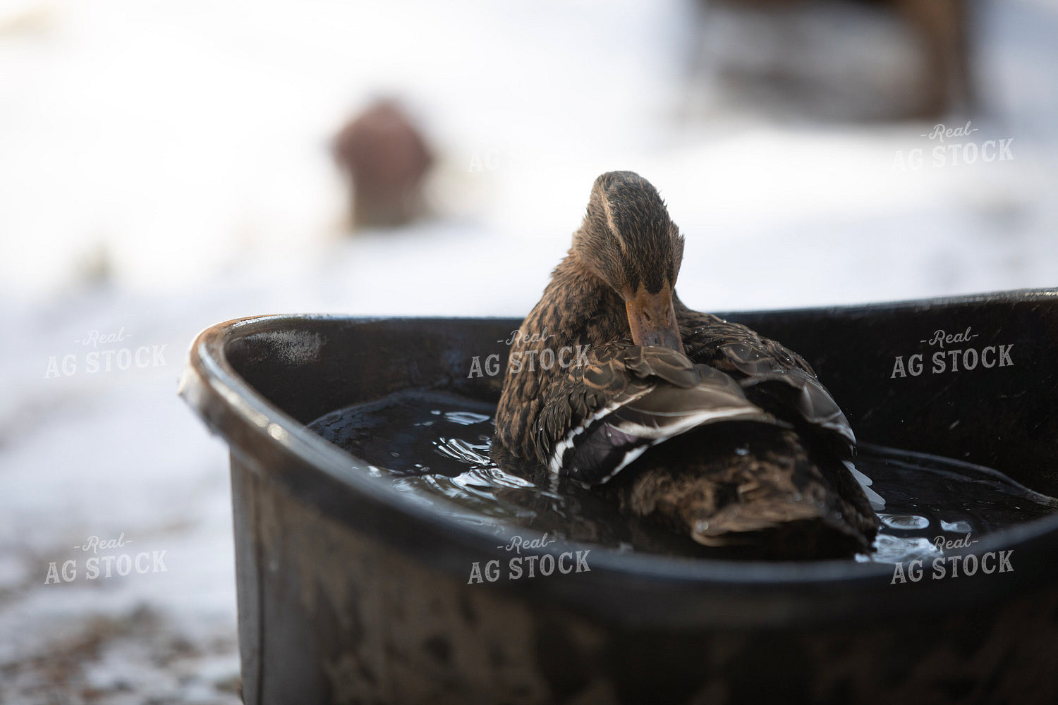 Duck in Water 117462