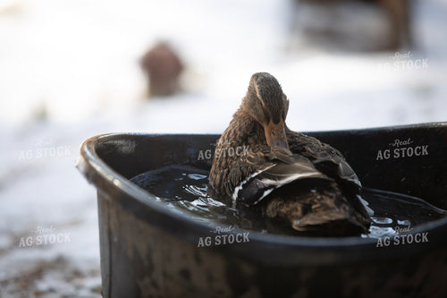 Duck in Water 117462
