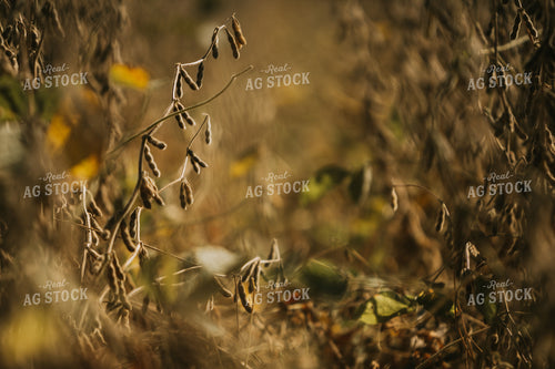 Dried Beans in Field 4727