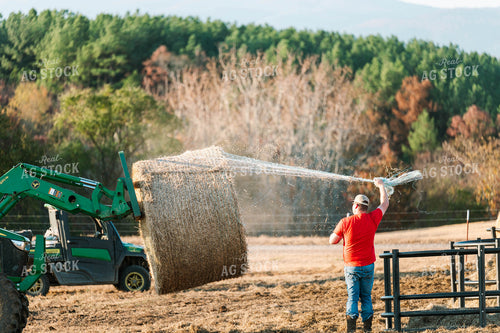 Putting out Hay in the Bale Feeder 125228