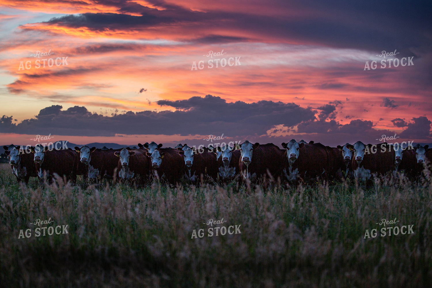 Hereford Cattle in Pasture at Sunset 81016
