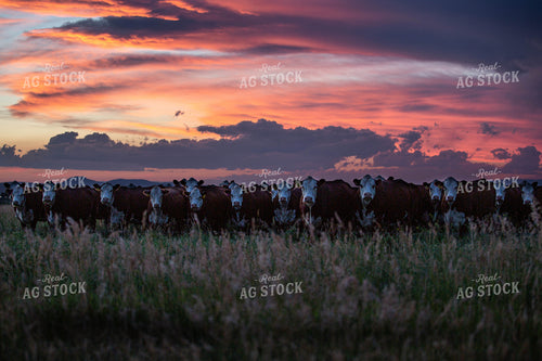 Hereford Cattle in Pasture at Sunset 81016