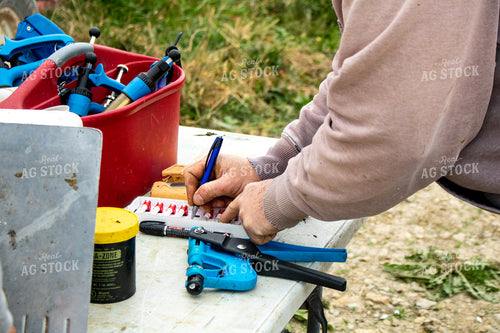 Working Cattle 214259