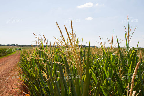 Tasseled Corn Field 79104
