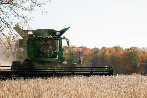 Soybean Harvest 157144