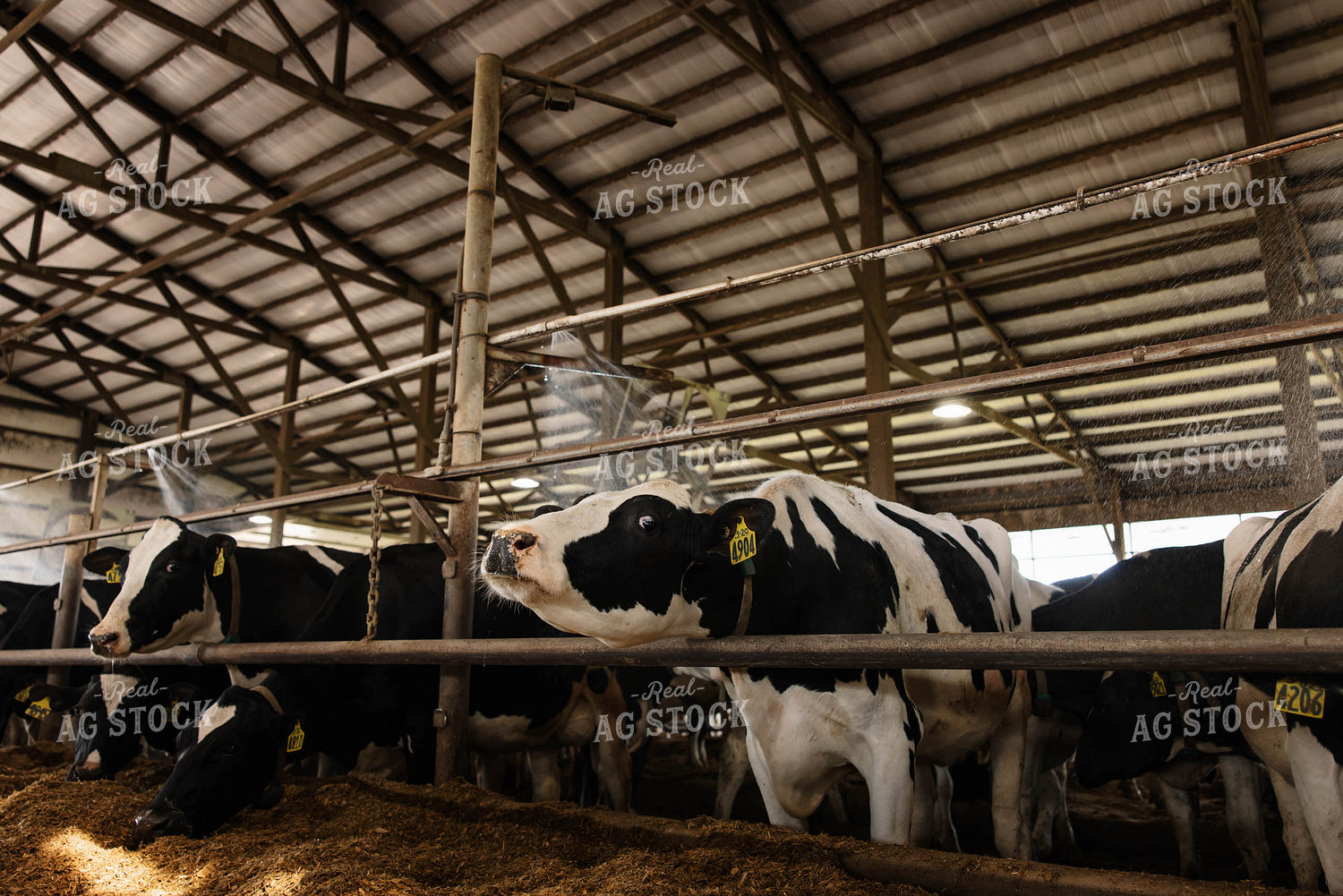 Cattle in Open Air Barn 152745