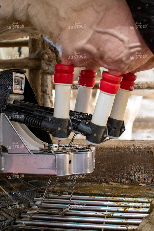 Robotic Milking Unit in Action 271022