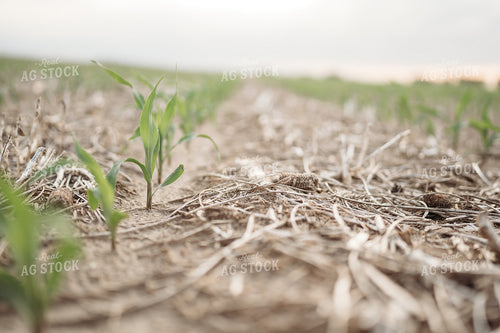 Early Corn Growth 196066