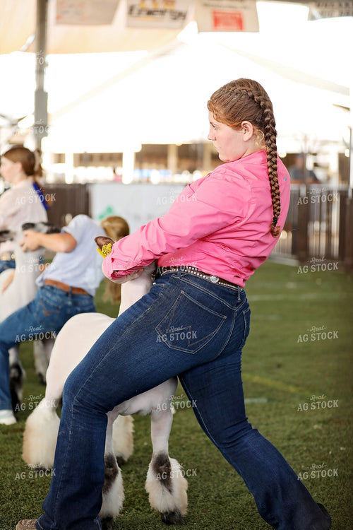 Sheep Show 127132
