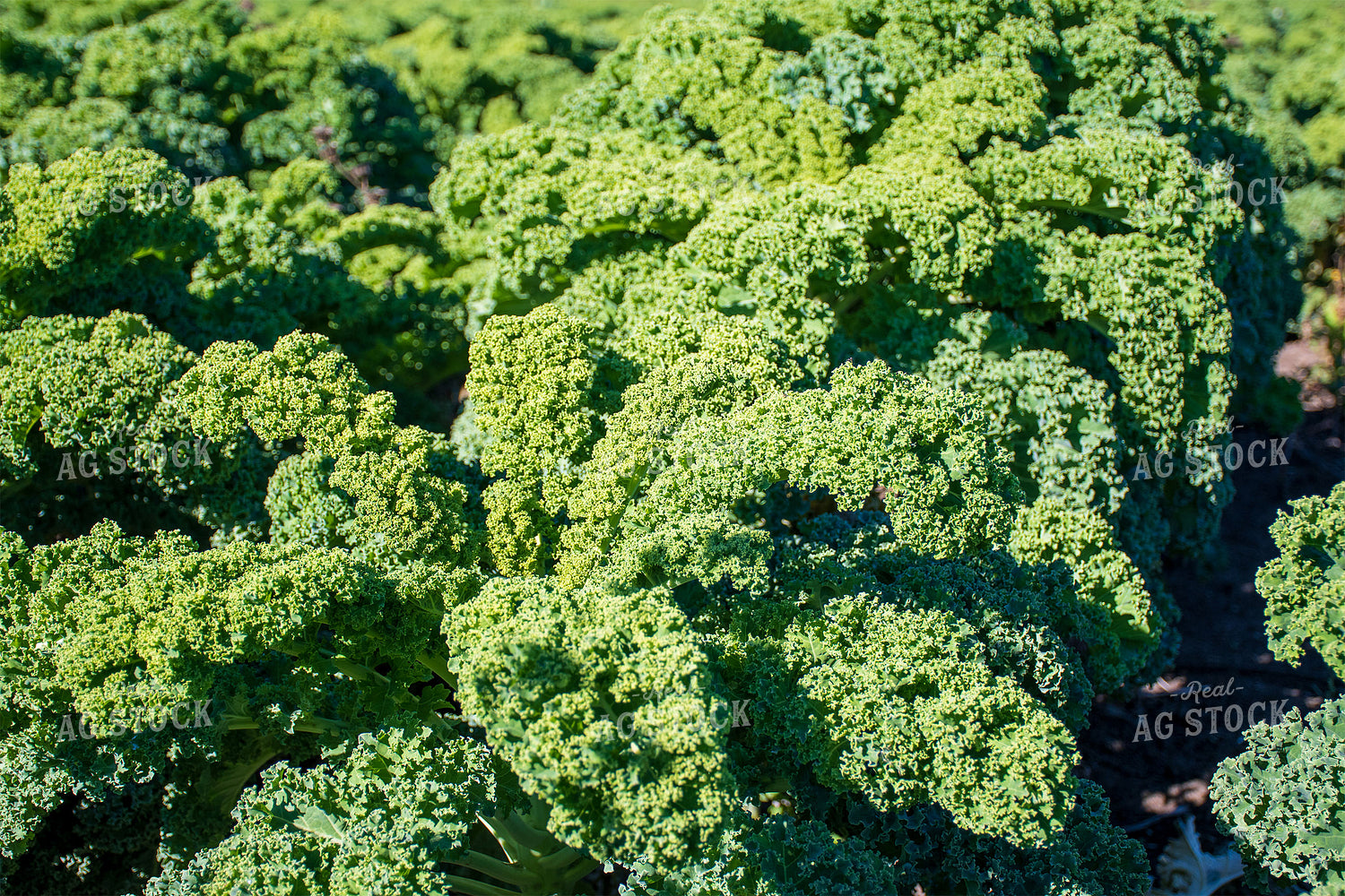 Kale 50195