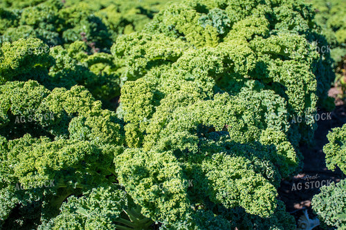 Kale 50195