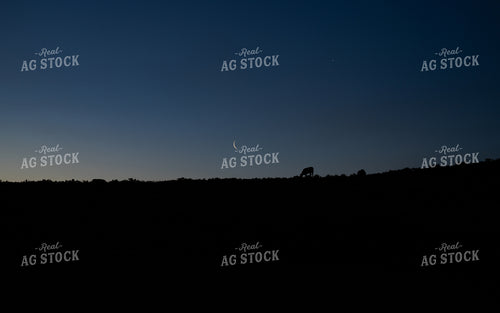 Serene Twilight Scene with Crescent Moon and Grazing Wildlife Silhouettes 65239